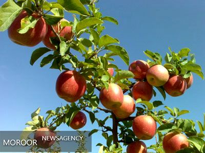 خسارت هزار میلیارد ریالی به باغهای سیب درختی اصفهان