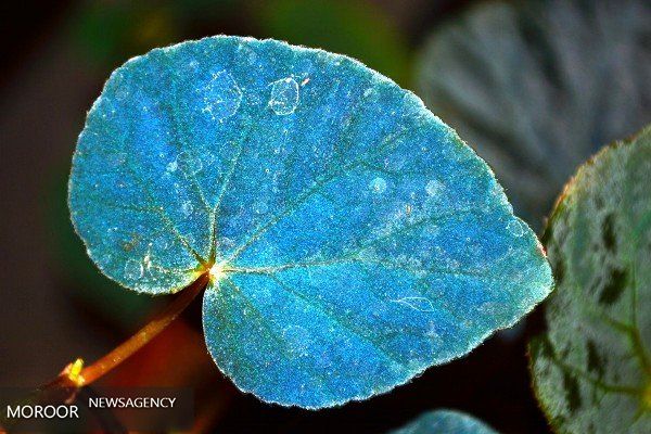 کشف معمای رنگ آبی برگ یک گیاه