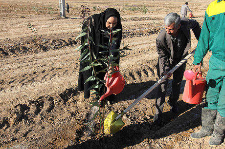 کاشت درخت بر اساس شرایط اقلیمی مناطق انجام می شود