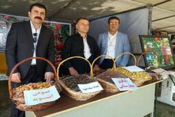 اشنویه پایتخت گیلاس کشور به لحاظ کیفیت محصول است