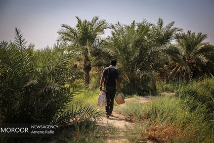 برداشت خرما از نخلستان های شادگان خوزستان