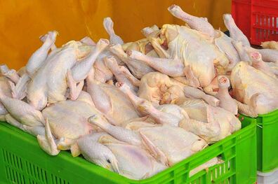 دولت زیر پرو بال مرغ را گرفت/ گوشت طیور ارزان نمی‌شود