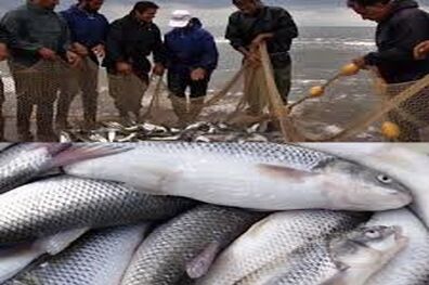 صادرات ۱۲۱ میلیون دلار انواع آبزیان در پنج ماهه نخست امسال