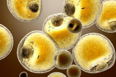 تولید سلول بتای مصنوعی ازسلول‌های کلیه انسان