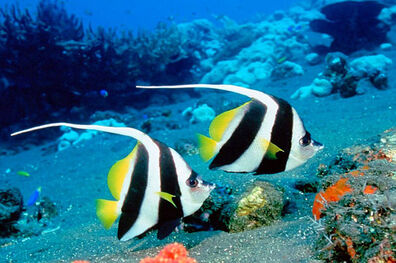 استان اصفهان نخستین تولید کننده ماهیان زینتی