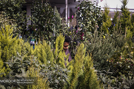 بازار گل شهید محلاتی