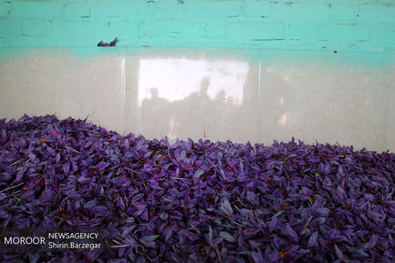 برداشت زعفران در شهرستان های تربت حیدریه و زاوه