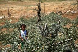 صهیونیست ها به درختان زیتون فلسطینیان نیز رحم نکردند