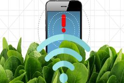 استفاده از اسفناج برای تشخیص مواد منفجره