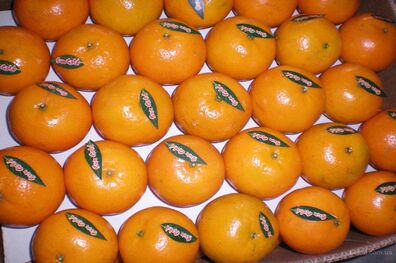 آغاز واردات غیر قانونی نارنگی پاکستانی / احتمال افزایش قیمت پرتقال برای شب عید وجود دارد