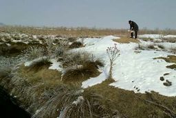 اعضای سازمان های مردم نهاد خوی به داد پرندگان گرسنه شتافتند