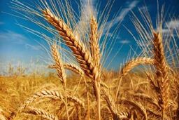 خرید 1857 تن گندم از کشاورزان طبسی