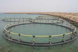 توسعه پروش ماهی در قفس به افزایش ثروت ملی می انجامد