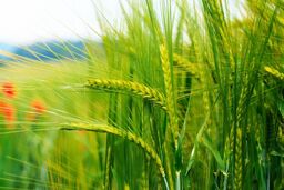 رشد چشمگیر قیمت گندم در بازارهای جهانی