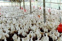 آنفولانزای فوق حاد پرندگان در کشور کنترل شده است