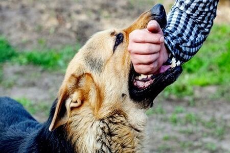 فوت دو نفر بر اثر ابتلا به بیماری هاری در پایتخت