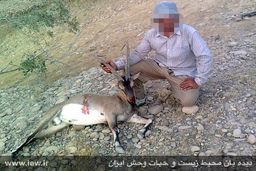 شکارچیان کل وحشی در خرم‌آباد به دام افتادند 