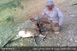 شکارچیان کل وحشی در خرم‌آباد به دام افتادند 