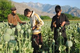 افزایش 43 درصدی تولید مواد مخدر در افغانستان 