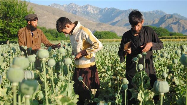 افزایش 43 درصدی تولید مواد مخدر در افغانستان 