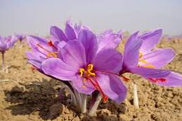 زعفران به بورس می رود