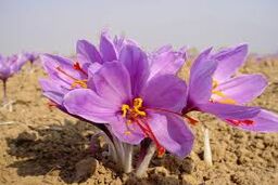 زعفران به بورس می رود