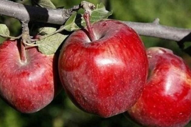 امسال سال بسیار خوبی از نظر تولید و ذخیره سازی سیب بوده است