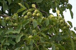 پایلوت کشوری اصلاح باغات گردو