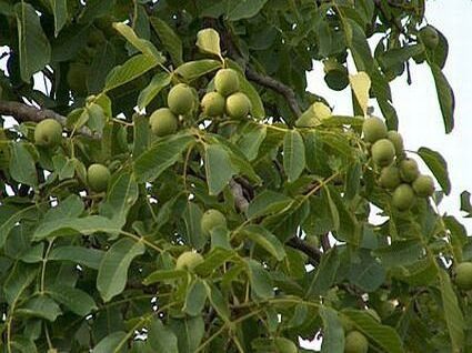پایلوت کشوری اصلاح باغات گردو