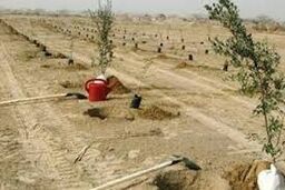 300هکتار از مسیر جاده بستان به چذابه نهالکاری می‌شود