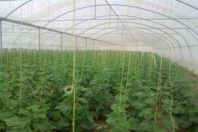 تکذیب شایعه سرطان‌زایی محصولات گلخانه‌ای در کشور