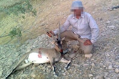 شکارچیان کل وحشی در خرم‌آباد به دام افتادند 