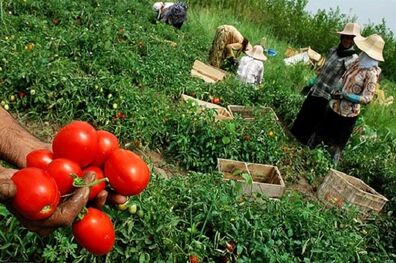 سه کشاورز آران و بیدگلی کشاورز نمونه استانی شدند