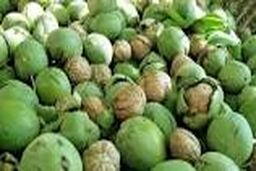  آغاز برداشت گردو سبز در ایذه