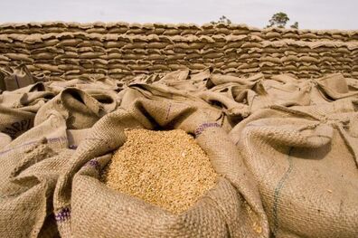 روند صعودی قیمت گندم با آغاز جنگ روسیه و اوکراین