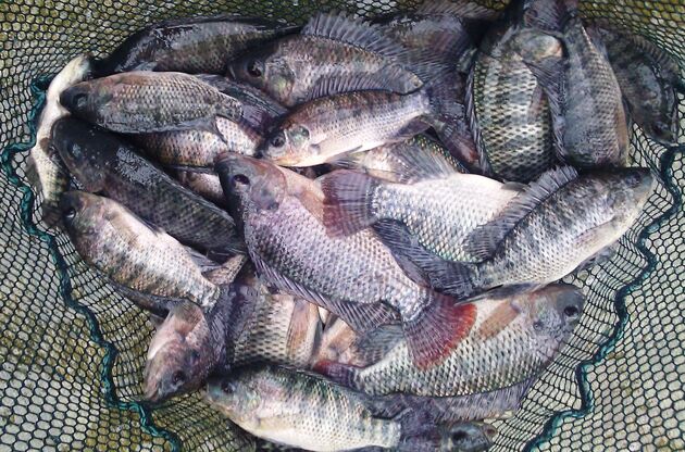 واردات تیلاپیا به مدت یک سال متوقف شد