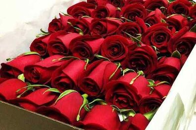 تولید گل های زینتی از ظرفیت چهارمحال و بختیاری است