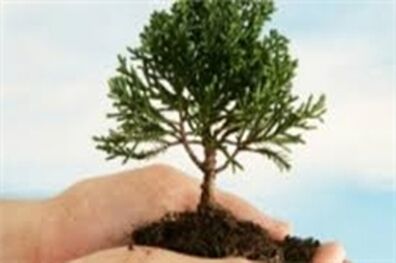 ماندگاری نهالی برای ملاقلی‌پور / پلاک به موزه رسید