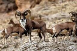 مشارکت بخش مردمی و دولتی در حفاظت از محیط زیست