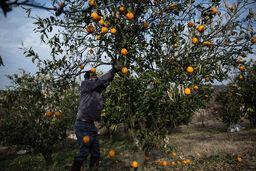 سمپاشی با بالشک مرکبات جدی گرفته شود