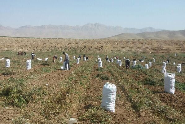 نیازی به واردات سیب زمینی نداریم
