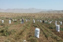 نیازی به واردات سیب زمینی نداریم