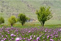 وزش باد شدید موقت در برخی استان‌‌ها تا فردا