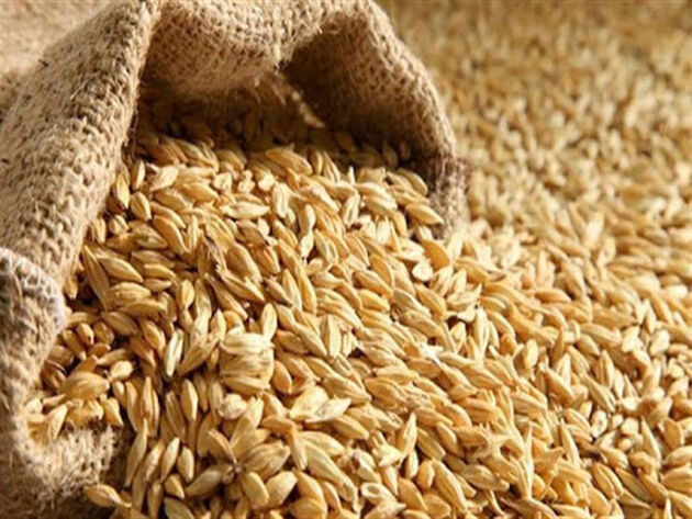 دولت باید قیمت خرید تضمینی گندم را افزایش دهد