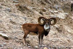 کشف و ضبط سه راس قوچ و میش وحشی در سراوان سیستان و بلوچستان