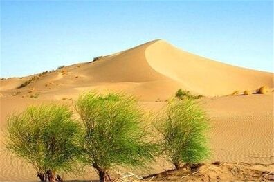 طرح ترسیب کربن خراسان جنوبی جزو 10 پروژه برتر بین‌المللی