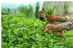 افزایش صادرات چای هند به ایران