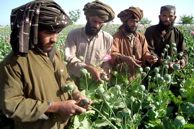طالبان کشت و قاچاق مواد مخدر در افغانستان را ممنوع کرد