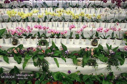 نمایشگاه گل و گیاه 