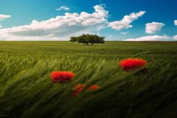 عکس/ بهار زیبای مهاباد
